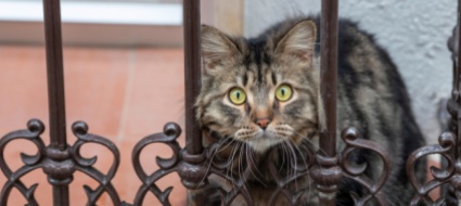 new-york-contagiati-due-gatti-domestici