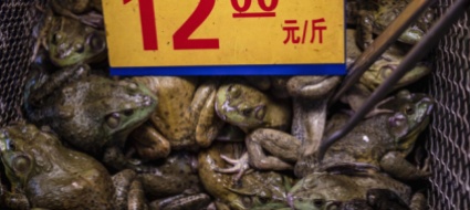 covid-19-wuhan-stringe-sul-commercio-di-animali-selvatici
