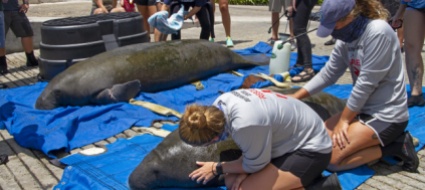 uno-dei-nemici-maggiori-per-i-cetacei-l-uomo