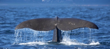il-morbillo-minaccia-le-balene-e-si-teme-il-salto-di-specie