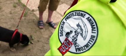 ritrovato-un-border-collie-a-bioggio-si-cerca-il-padrone