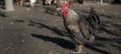 gallo-canta-all-alba-166-euro-di-multa-al-padrone