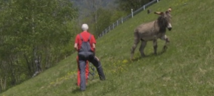 alla-caccia-dell-asinello-figo