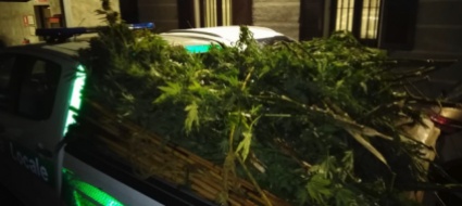 marijuana-nei-boschi-di-como-sequestrati-120-kg