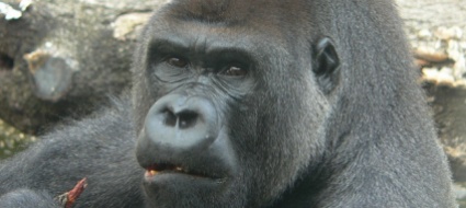 gorilla-di-200-kg-attacca-una-guardiana-allo-zoo-di-madrid