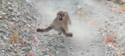 inseguito-per-6-da-un-puma-amico-non-mi-va-di-morire-oggi