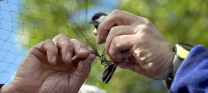 piu-uccelli-in-cura-a-sempach-anche-grazie-al-covid