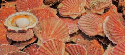 francia-le-stelle-marine-si-sono-mangiate-le-capesante