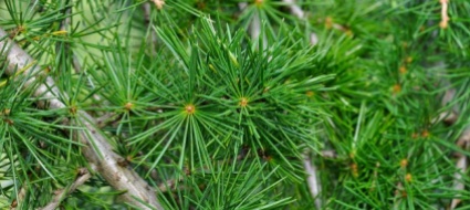 dietrofront-l-albero-piu-grande-della-svizzera-e-argoviese
