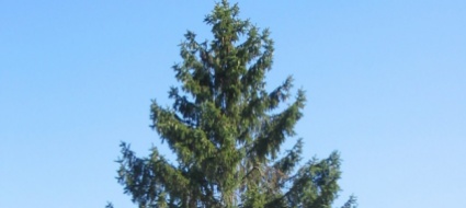 e-neocastellano-il-piu-grande-albero-di-svizzera
