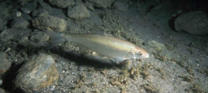 il-cavedano-pesce-dell-anno-in-svizzera