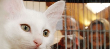 bioggio-gatto-alla-ricerca-del-proprietario