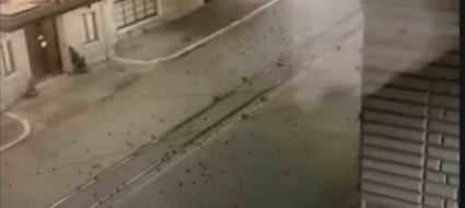 roma-i-botti-fanno-strage-di-uccelli