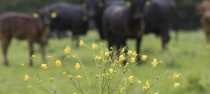 biodiversita-il-governo-federale-non-fa-abbastanza