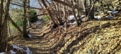 orselina-10-anni-di-lavori-al-bosco-di-protezione