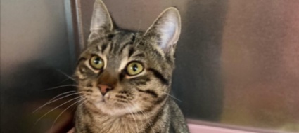 trovato-un-gatto-a-ponte-tresa