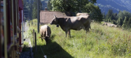 sempre-piu-scontri-tra-treni-e-grossi-animali-in-svizzera