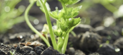 bio-ticino-progetti-per-sostenere-i-produttori-e-informare