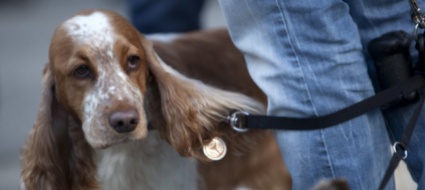 picco-di-adozioni-di-cani-dall-estero