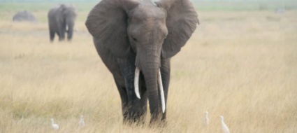 gli-elefanti-dell-africa-sono-a-rischio-estinzione