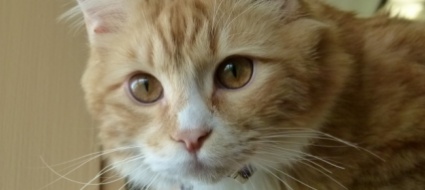 il-cibo-per-gatti-che-riduce-l-allergia-ai-gatti