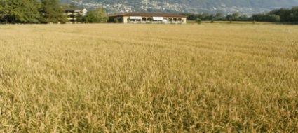 locarno-terreno-da-agricolo-ad-alberghiero