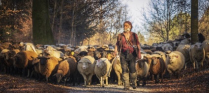 rudy-e-le-sue-mille-pecore-attraverso-il-canton-berna