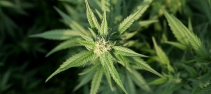 nel-pacco-regalo-4-chili-di-marijuana-arresto-a-campione