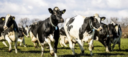 il-cambiamento-climatico-rallenta-la-produzione-di-latte-e-caffe