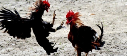 cuba-vietati-i-combattimenti-tra-cani-ma-tra-galli-si-puo