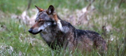 grigioni-aumentano-gli-avvistamenti-di-lupi-a-rheinwald