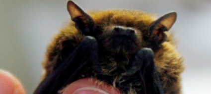 le-aree-verdi-di-zurigo-paradiso-dei-pipistrelli