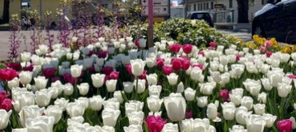 ascona-sono-mille-i-tulipani-per-la-vita