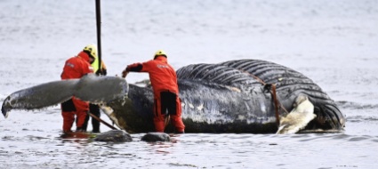 balena-nel-tamigi-attraversa-londra-salvata-da-una-chiusa