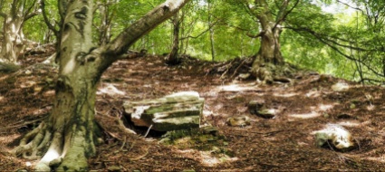 per-fare-il-bosco-ci-vuole-un-fiore-e-una-sezione-forestale