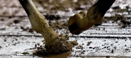 a-26-anni-muore-trascinata-dal-proprio-cavallo