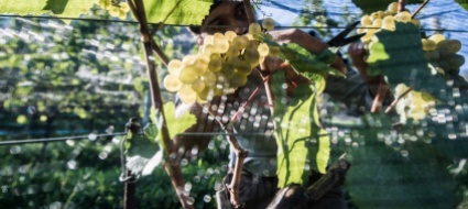 a-chiasso-lotta-alla-flavescenza-dorata-delle-viti