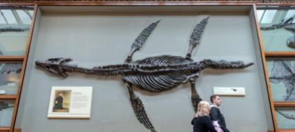 dai-sotterranei-del-museo-emergono-i-dinosauri-del-san-giorgio