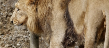 addio-a-radja-re-leone-dello-zoo-di-zurigo