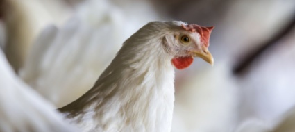usa-allerta-salmonella-evitare-di-baciare-i-polli