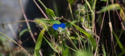in-arrivo-le-giornate-della-biodiversita-in-valle-bavona