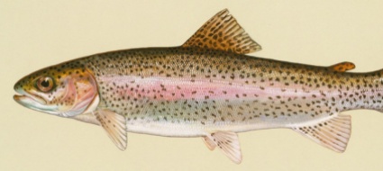 cellule-di-pesce-evitano-le-sperimentazioni-sull-animale