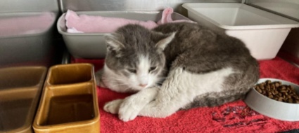 gatto-smarrito-ritrovato-a-lugano