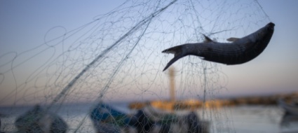 il-mediterraneo-e-il-mare-piu-svuotato-dai-pescatori