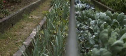 locarno-attivita-nella-natura-con-l-associazione-di-quartiere