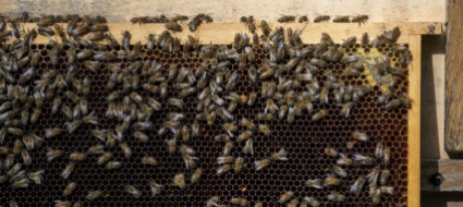 l-insetticida-e-sicuro-ma-per-le-api-e-dannoso