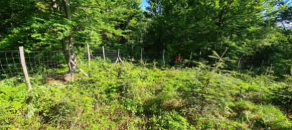 brissago-promozione-del-bosco-nell-area-del-pizzo-leone