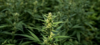 argovia-116-kg-di-marijuana-nel-rimorchio-dell-autobus
