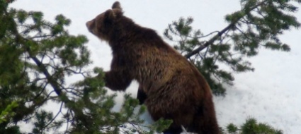 usa-abbattuto-l-orso-che-ha-ucciso-una-donna-in-montana