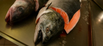 in-argentina-una-legge-proibisce-l-allevamento-di-salmoni